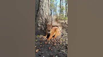 Красивая рыжая белка / Beautiful red squirrel