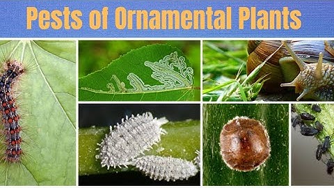 Common Insect Pests of Ornamental Plants | Pest Identification with Pictures - Gardenia services