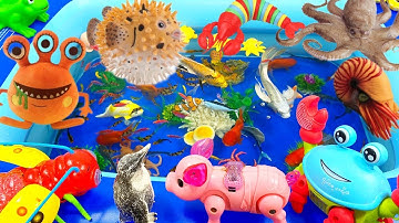 SINH VẬT BIỂN,CÁ HEO,CÁ MẬP,CÁ VOI,SỨA,BẠCH TUỘC,ỐC MƯỢN HỒN