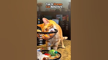 Orange cat behaviors 🤣🤣 #cat #funnycats #catvideos #catshorts