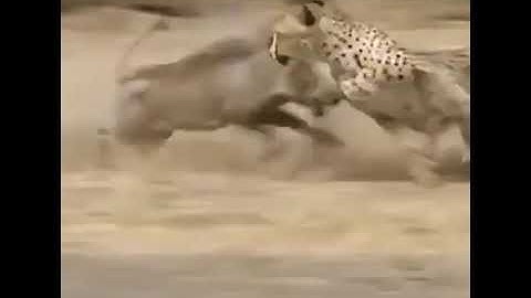 Truy đuổi heo rừng, báo bị rượt chạy té khói