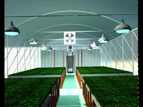 სათბურის ანიმაცია | მზა ჩითილი