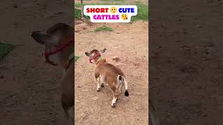 Download Lagu Nadipathy Nano koe😘 kleinste koeien fokken kleiner dan 60 cm hoog #youtube #viral #reels #miniatuur #trend MP3 Download Lagu Nadipathy Nano koe😘 kleinste koeien fokken kleiner dan 60 cm hoog #youtube #viral #reels #miniatuur #trend MP3
