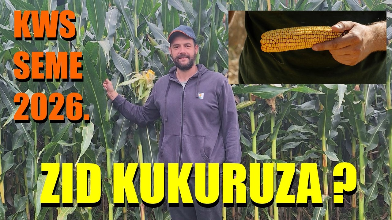 NOVO - S KAKVIM HIBRIDIMA KWS izlazi PRED poljoprivrednike 2026.  šta je sa CENOM I DORADOM SEMENA