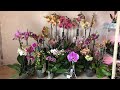 🌸 Продажа орхидей. Завоз от 28.04.2020 Каода, Лиодоро, Стюартиана, Сезам, Манхеттен, Пират Пикоти