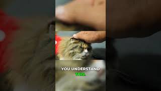 Don't Panic: Your Cat's CKD Diagnosis Can Be Managed Effectively #CatHealth #PetTips #KidneyDisease