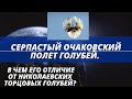 Серпастый очаковский полет голубей. В чем его отличие от николаевских торцовых голубей.