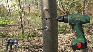 A new method of fruit grafting Grafting with a drill