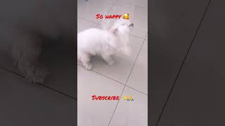 Maltese always so happy  #viral #subscribe #dog #funnydogs #funnyvideo #cute #maltese ❤