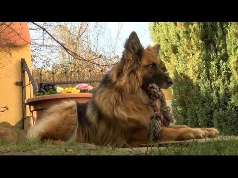 Videó: Szüksége Van-e A Kutyámnak Veszettség Elleni Oltásra Minden évben?