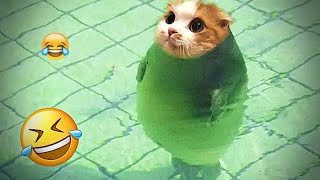 The FUNNIEST Pets Shorts Ever 😹 Trending Funny Animals 😅