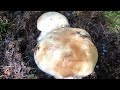 เดินไปทางไหนก็มีแต่เห็ดเห็ดเผิ้งหวานเดนมาร์กแย่งกันออกเก็บมันส์มาก#  picking mushrooms#12/9/20.
