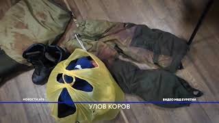 В Бурятии задержали серийных похитителей коров В Бурятии задержали серийных похитителей коров