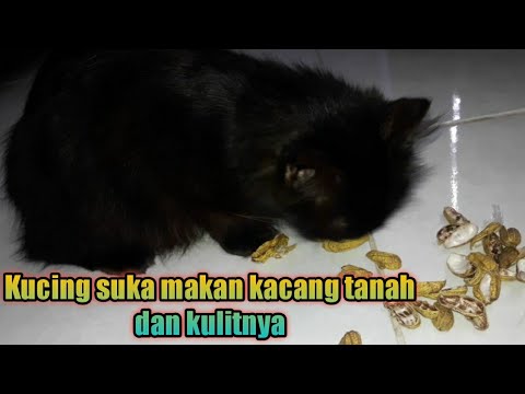Kucing suka makan kacang tanah sampe kulitnya
