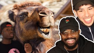BLACK AIR FORCE ANIMALS Pt.2 😱😂 | How a Camel’s Bad Habit Can Put You in a Coffin | REACTION
