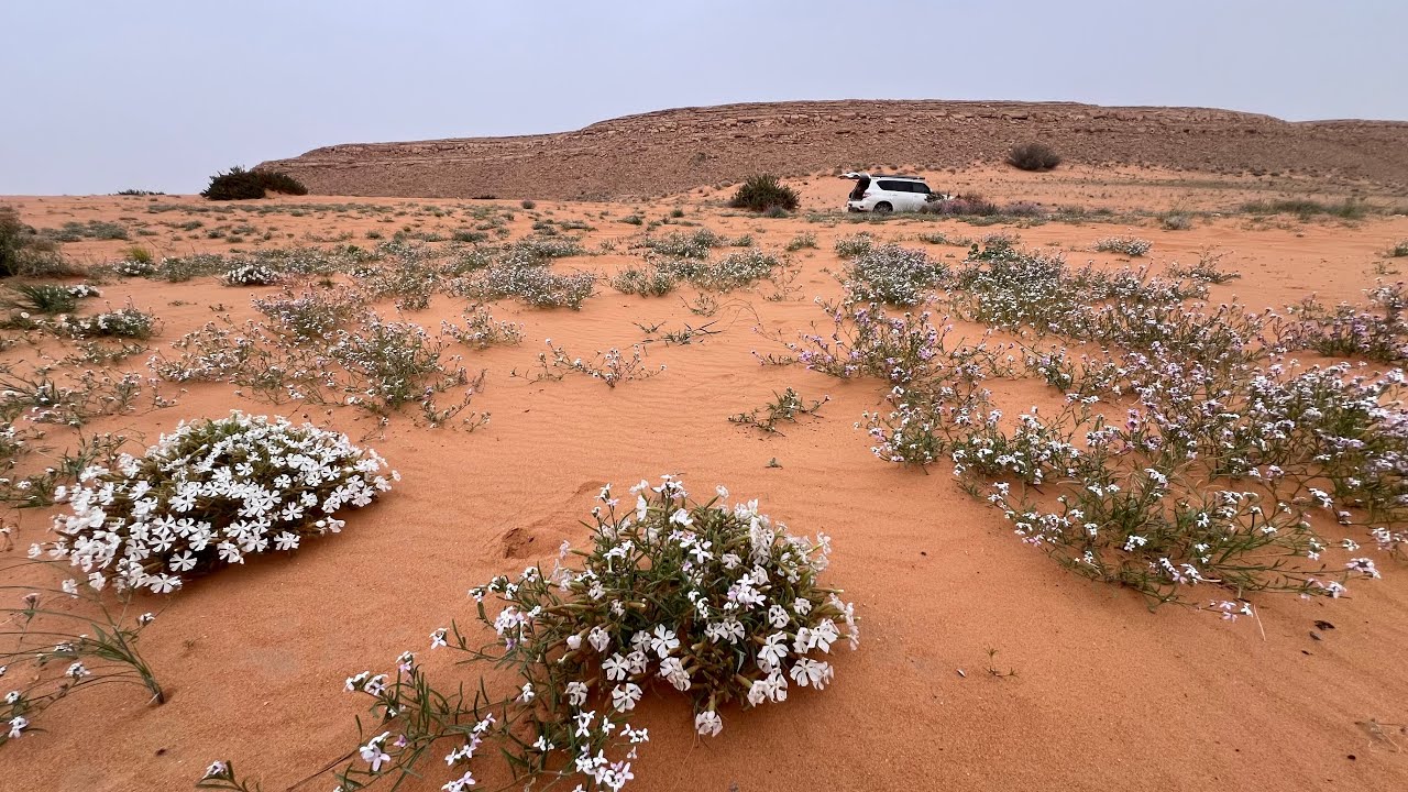 شعيب الحسي وشعيب الصفرات وشعيب الفحيحيل