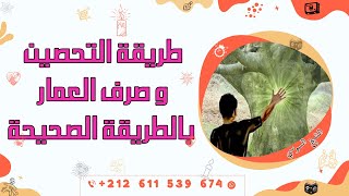 طريقة التحصين و صرف العمار - طريقة التحصين وصرف العمار بالطريقة الصحيحة