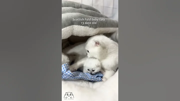 Video 8037781: scottish fold baby cat, cat kitten chinchilla, silver chinchilla cat, cat chinchilla cute, cattery, cat old