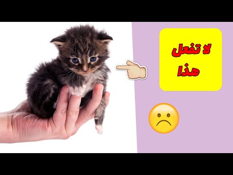 فيديو: الدورة الشهرية للكلاب