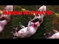 French Bulldog Deathmatch