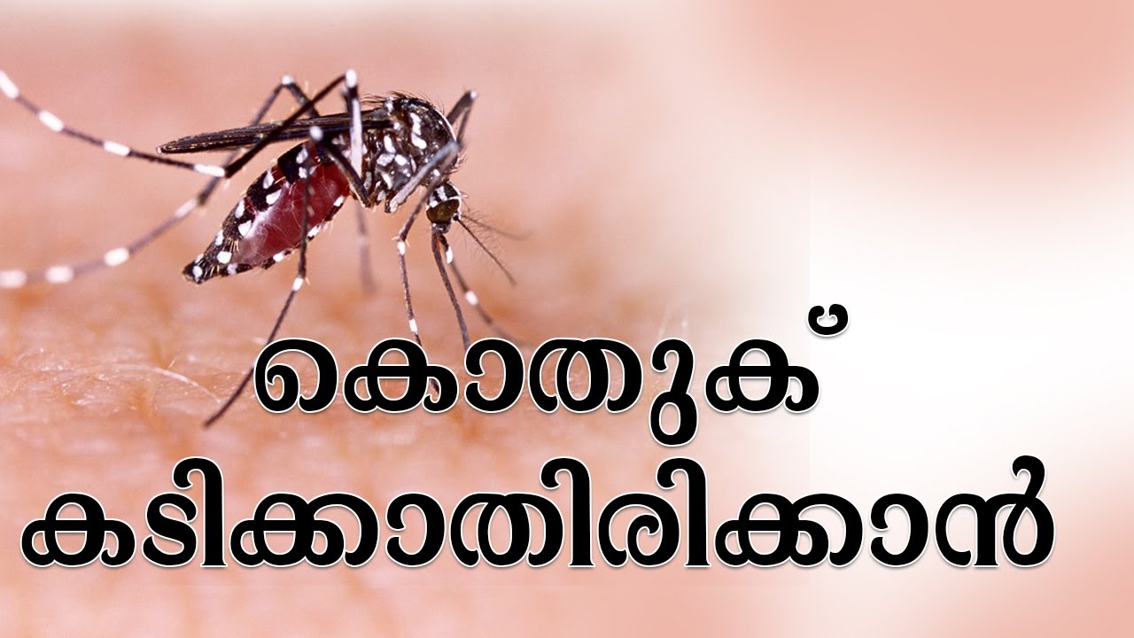 കൊതുക് കടിക്കാതിരിക്കാന്‍ | How To Get Rid Of Mosquitoes - Healthy ...