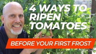 4 Ways to Ripen Tomatoes on the Vine before the First Frost