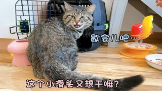 地库流浪猫第2季54第166天第3针疫苗晕但是难抓