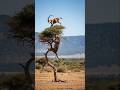 💥💥 Leopard’s Epic Leap to Catch the High-Flying Ibex 🌳🦌🐆 아이벡스를 잡기 위한 표범의 장대한 도약. #goat #shorts #ai
