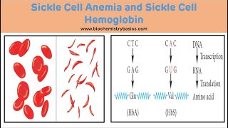 Sickle Cell Anemia Biochemistry || Sickle Cell Anemia