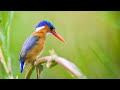 African safari sounds | Borakalalo Nature Reserve, South Africa - Sunrise nature sounds 🌍114