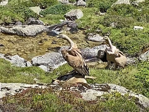 Vautours en festin - Vallée d'Estaing