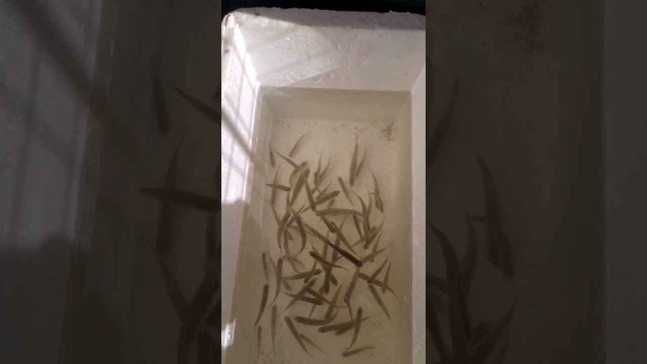 Conservá tus mojarras vivas