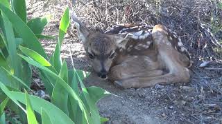 Susie's Two New Fawns - 2019