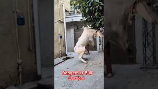 Download Lagu Dangerous Bull Qurbani In Rawalpindi On EiD Ul Adha 2025 #qurbani #qurbani2025 #eiduladha #eid #paki MP3 Download Lagu Dangerous Bull Qurbani In Rawalpindi On EiD Ul Adha 2025 #qurbani #qurbani2025 #eiduladha #eid #paki MP3