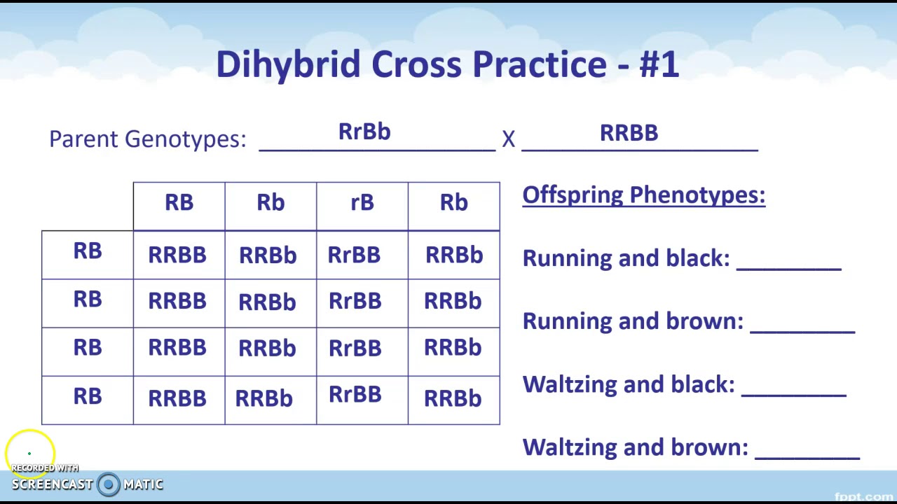 Dihybrid Cross Hamster Worksheet Answer Key