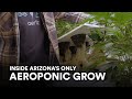 Inside aeriz the only aeroponic cannabis grow in arizona