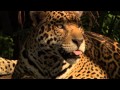 Le jaguar racont par vahina giocante