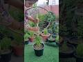 Diy round trail for aprajita plant youtubeshorts viralshortsviral gardeningislove