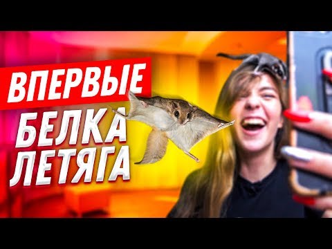 ВПЕРВЫЕ: БЕЛКИ ЛЕТЯГИ ЛЕТАЮТ ПО КОМНАТЕ