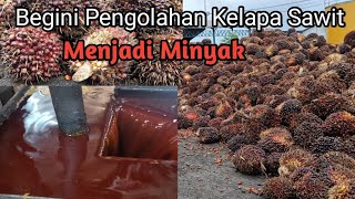 Proses pengolahan kelapa sawit segar dari awal hingga menjadi minyak CPO #Sitanggang_Tanggarube