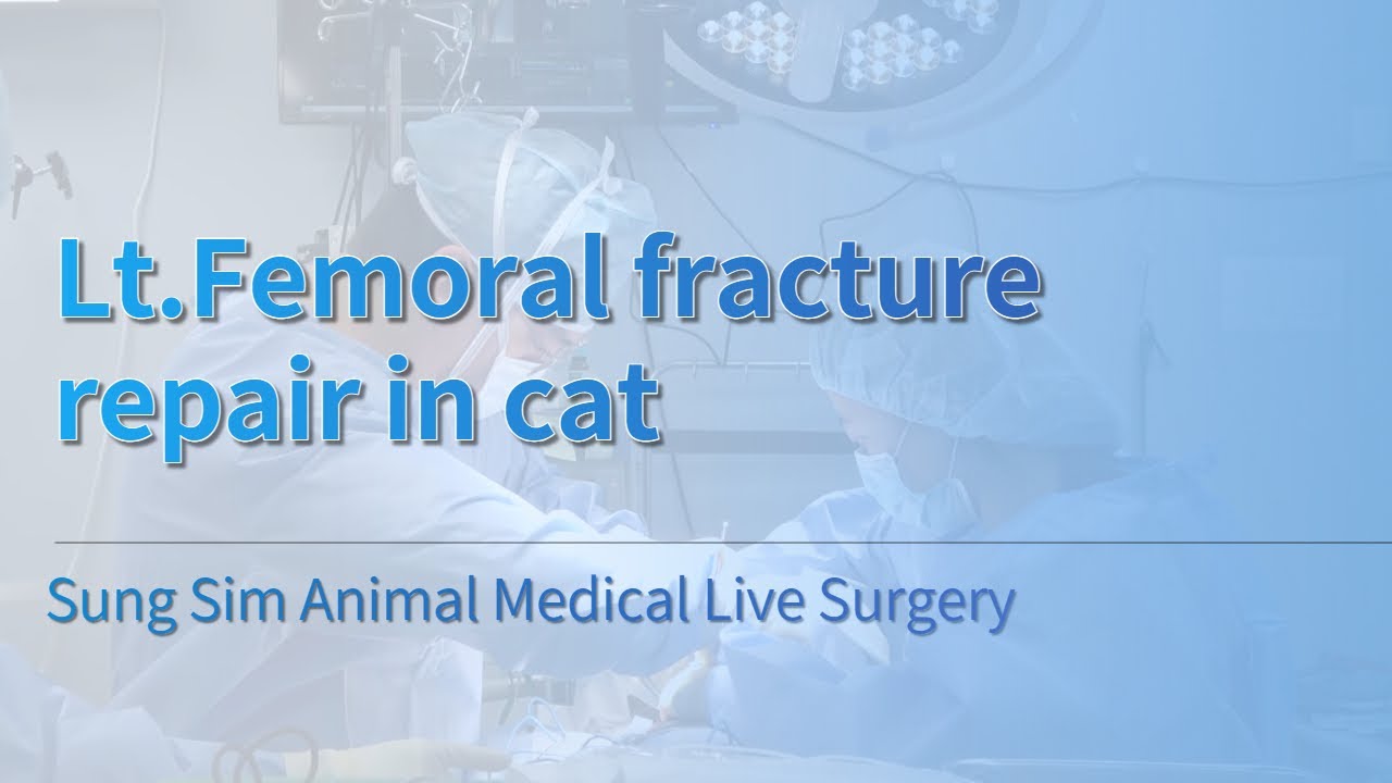 [Warning] Lt.Femoral fracture repair in cat Sung Sim Animal Medical Live Surgery YouTube