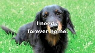 Mochie Needs A Forever Family • Adopt A Dachshund Today