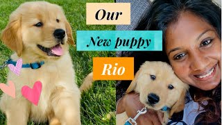 We got a puppy | golden retriever puppy | puppy essentials | USA tamil vlog #mommycube #newpuppy