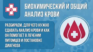 Для чего нужно делать анализ крови у животных?
