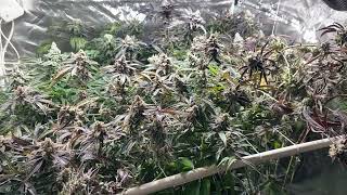 copycat genetics harvest time , tent 1 update , day 59