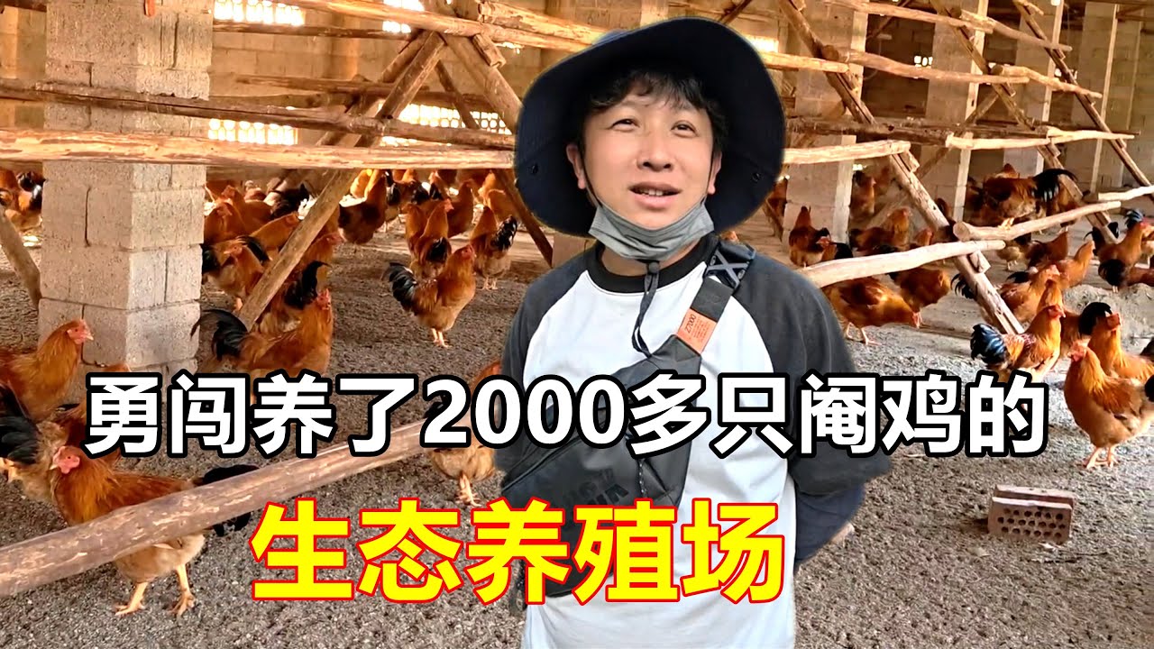 为了种好菜我们真是拼了，跑到别人的生态养殖场里去掏了34袋鸡粪，第一次近距离接触2000多只阉鸡好震撼啊【我是杰少】