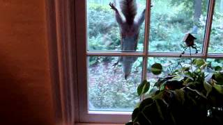 Screen licking squirrel