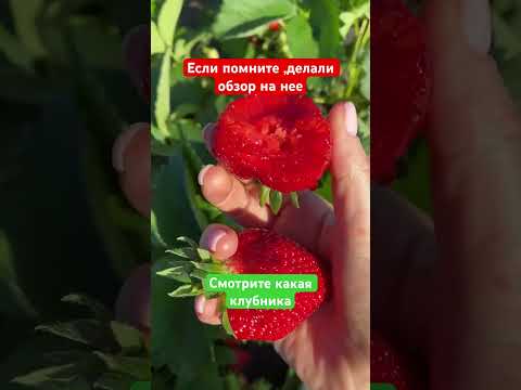 Очень красивая и