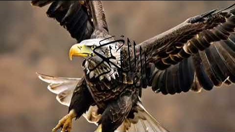 Surat al-Qariah Full With Arabic سورة القارعة‎ Text HD