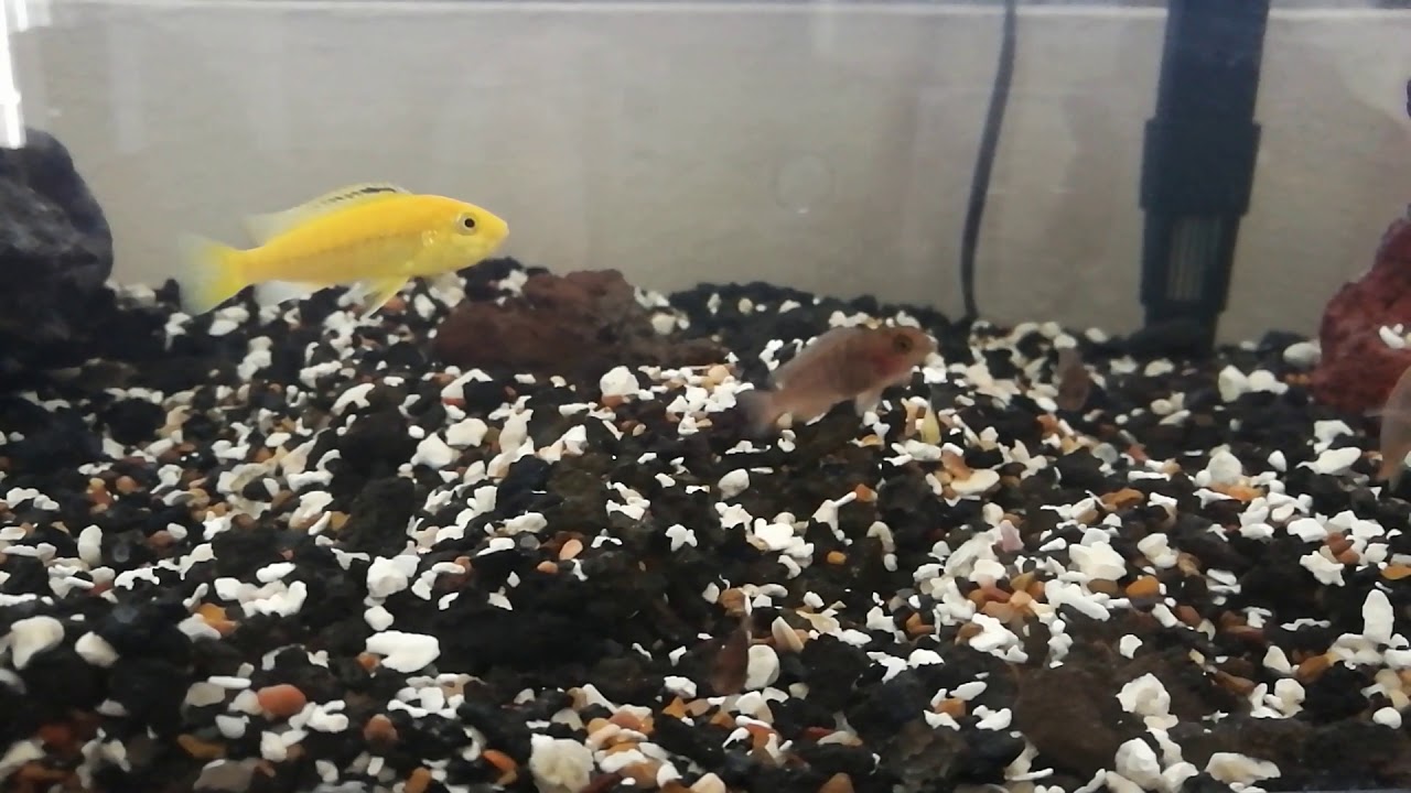 Rusty Cichlid Fry and Electric Yellow Cichlids Holding Eggs in Their